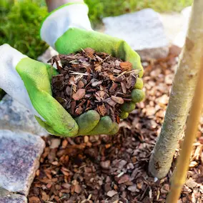 Pineal Guardian X Ingredient5